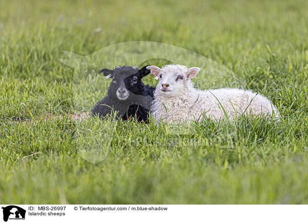 Islandic sheeps / MBS-26997