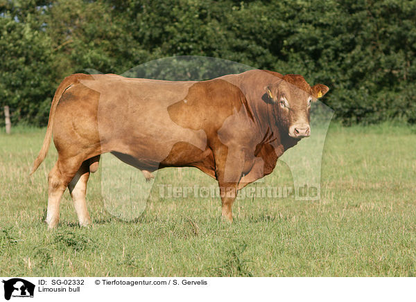 Limousin Bulle / Limousin bull / SG-02332