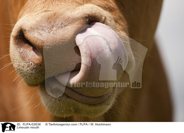 Limousin mouth / FLPA-02638