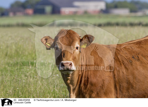 Limousin / Limousin Cattle / AM-05956