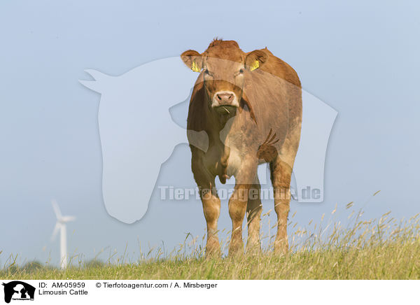 Limousin / Limousin Cattle / AM-05959