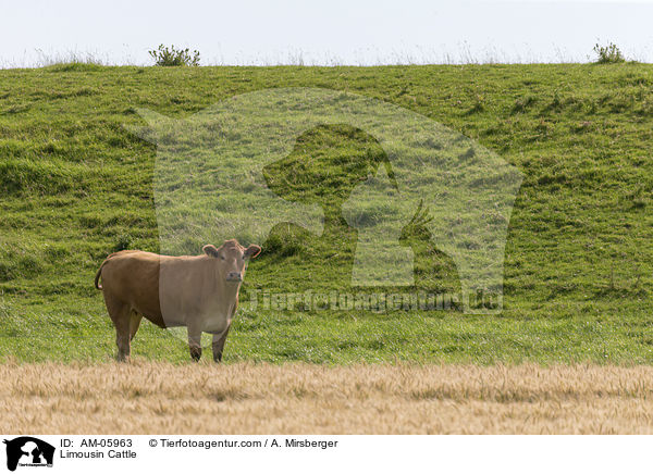Limousin / Limousin Cattle / AM-05963