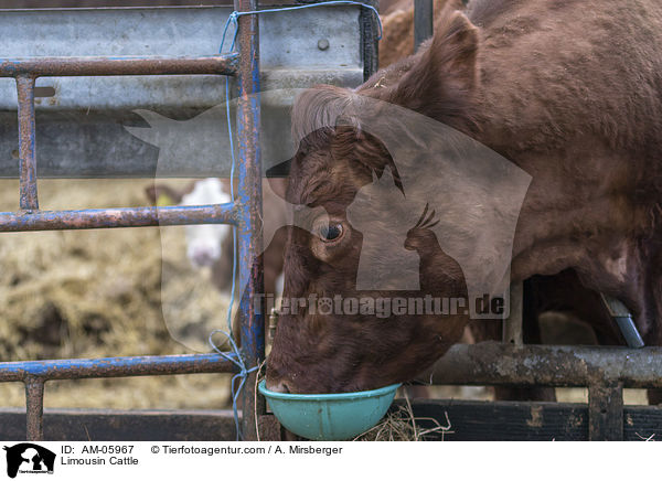 Limousin Cattle / AM-05967