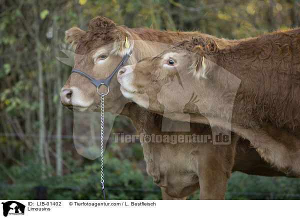 Limousins / Limousins / LIB-01402