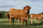 Limousins