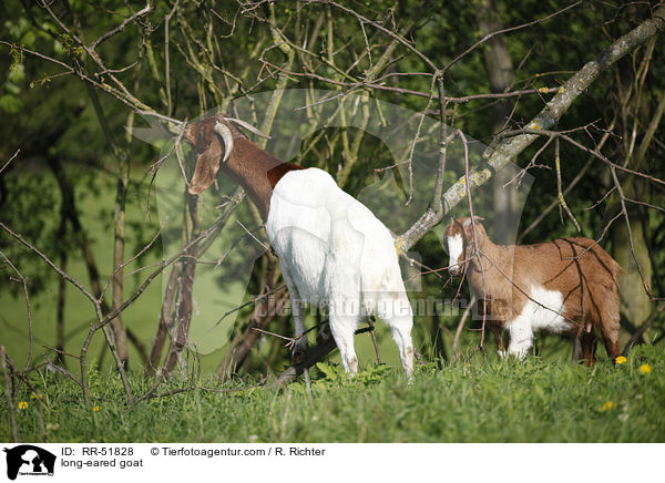 long-eared goat / RR-51828