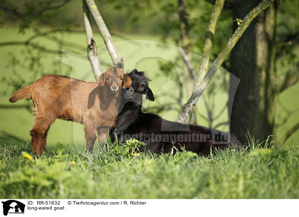 Langohrziege / long-eared goat / RR-51832