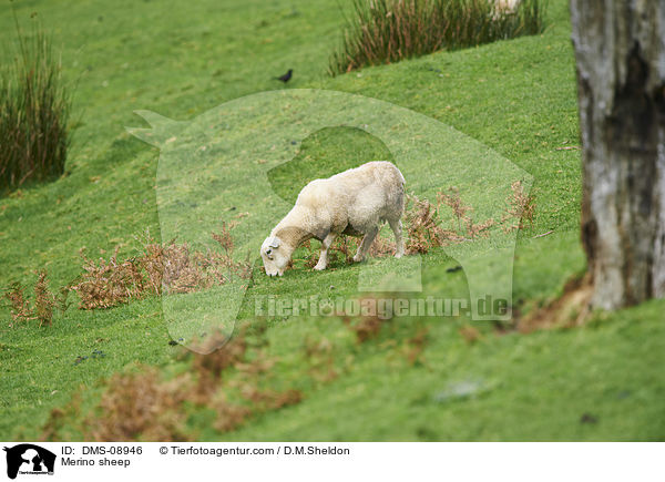 Merinoschaf / Merino sheep / DMS-08946