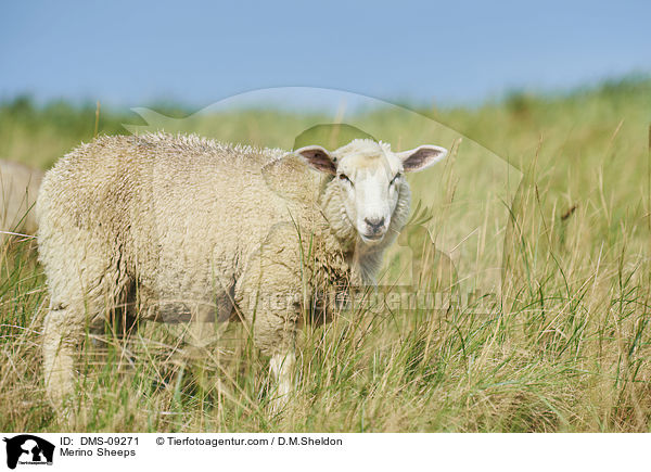 Merino Sheeps / DMS-09271