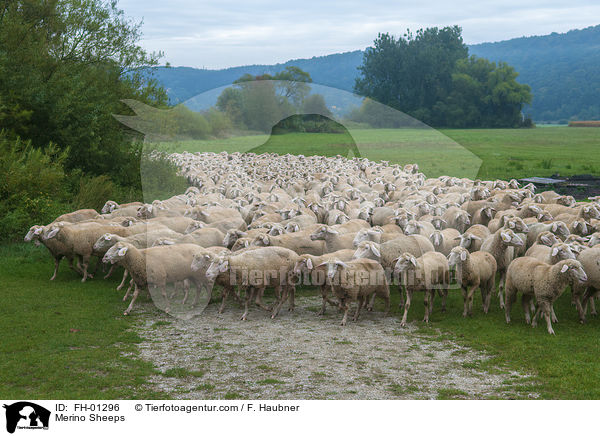Merinoschafe / Merino Sheeps / FH-01296