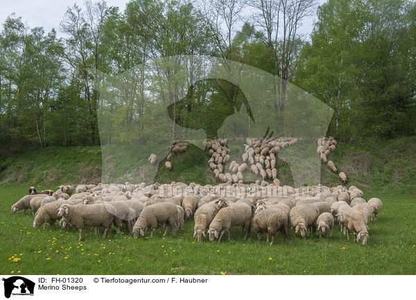 Merinoschafe / Merino Sheeps / FH-01320