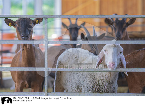 Schaf und Ziegen / sheep and goats / FH-01894