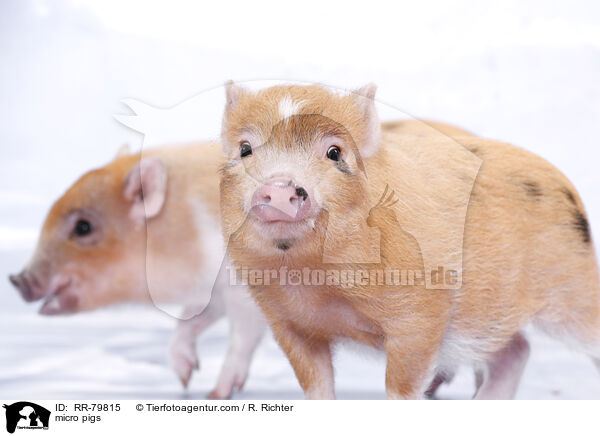 micro pigs / RR-79815