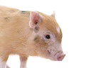 micro pig