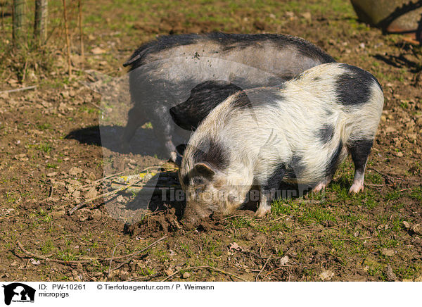 Minischweine / micropigs / PW-10261