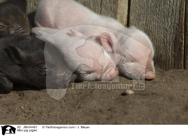 Mini pig piglet / JM-04481