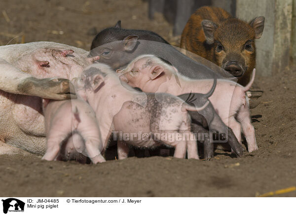 Minischwein Ferkel / Mini pig piglet / JM-04485