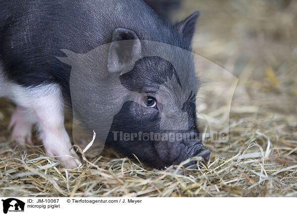 Minischwein Ferkel / micropig piglet / JM-10067