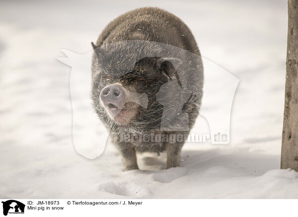 Mini pig in snow / JM-18973