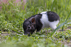 micropig