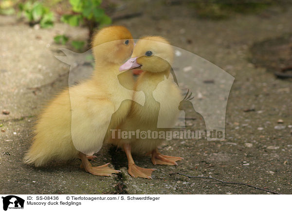 Muscovy duck fledglings / SS-08436