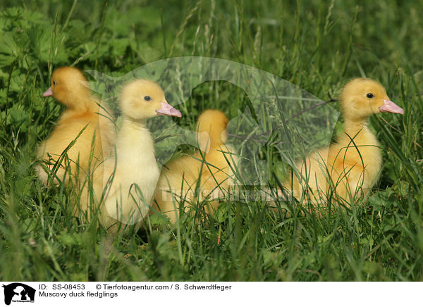 Warzenente Kken / Muscovy duck fledglings / SS-08453