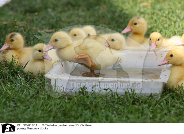 young Muscovy ducks / DG-01601