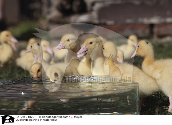 Ducklings bathing in water bowl / JM-01820