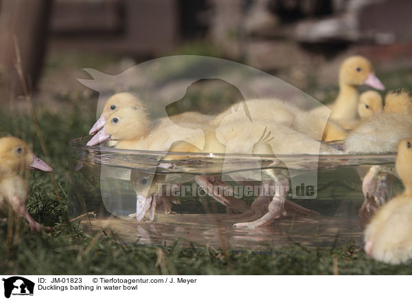 Ducklings bathing in water bowl / JM-01823