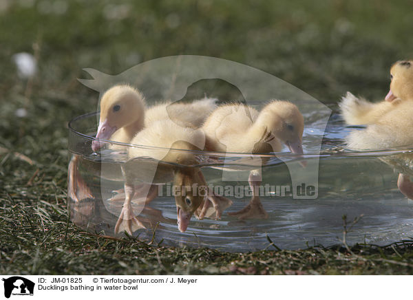 Ducklings bathing in water bowl / JM-01825