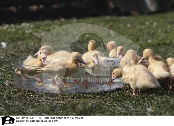 Ducklings bathing in water bowl / JM-01827