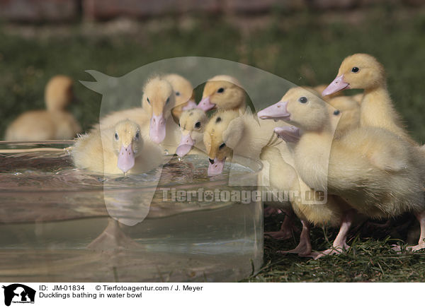 Ducklings bathing in water bowl / JM-01834