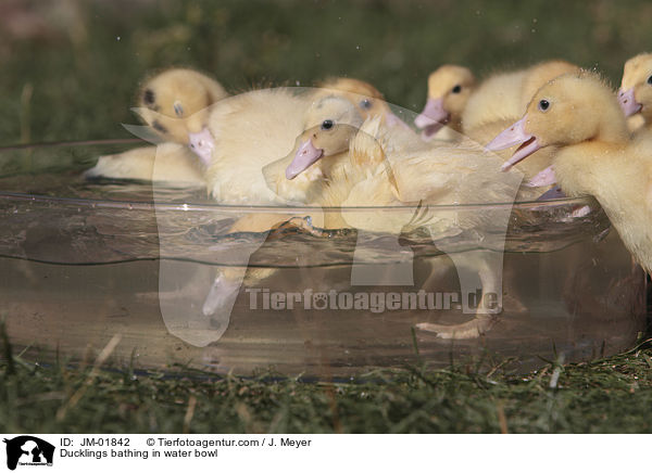 Ducklings bathing in water bowl / JM-01842