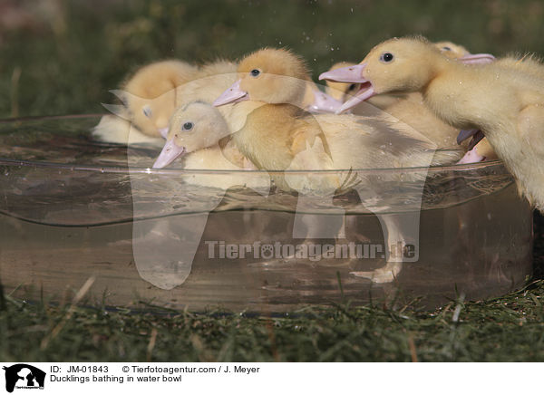 Ducklings bathing in water bowl / JM-01843
