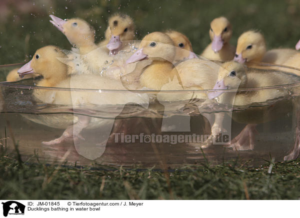 Entchen baden in Wasserschssel / Ducklings bathing in water bowl / JM-01845