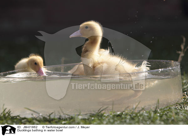 Entchen baden in Wasserschssel / Ducklings bathing in water bowl / JM-01862