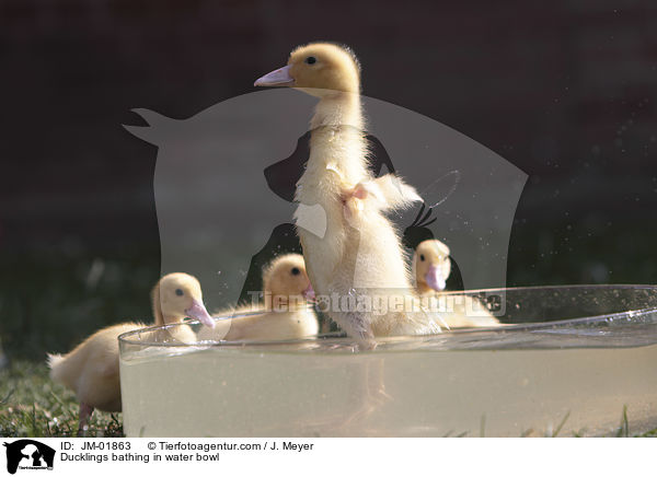 Ducklings bathing in water bowl / JM-01863