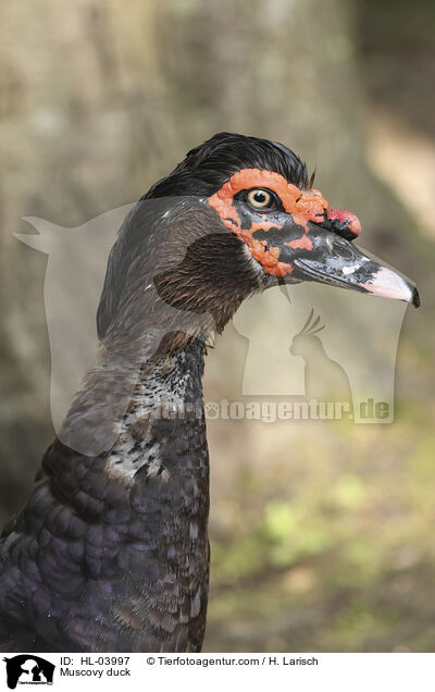 Warzenente / Muscovy duck / HL-03997