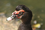 Muscovy duck