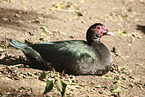 Muscovy duck