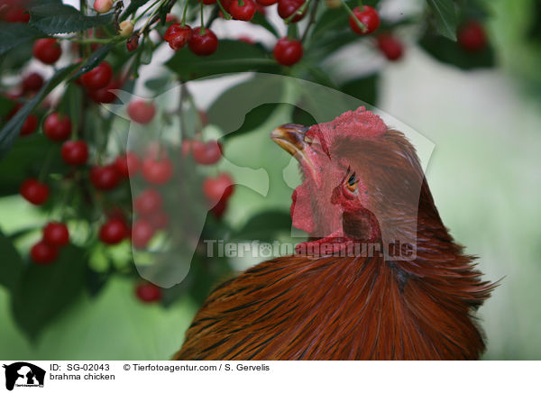 brahma chicken / SG-02043