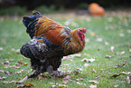 Brahma partridge