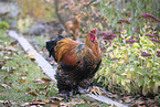 Brahma partridge