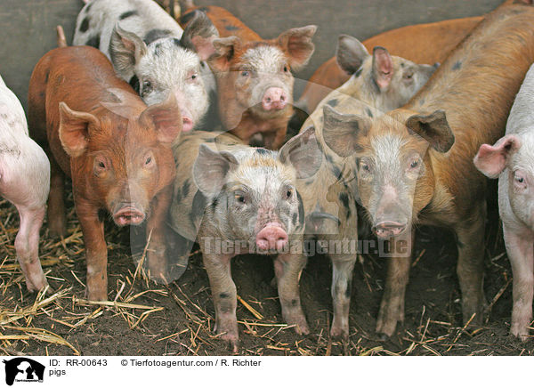 Schweine / pigs / RR-00643