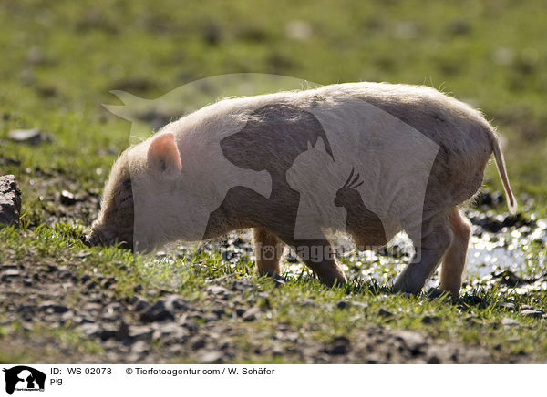 Ferkel / pig / WS-02078