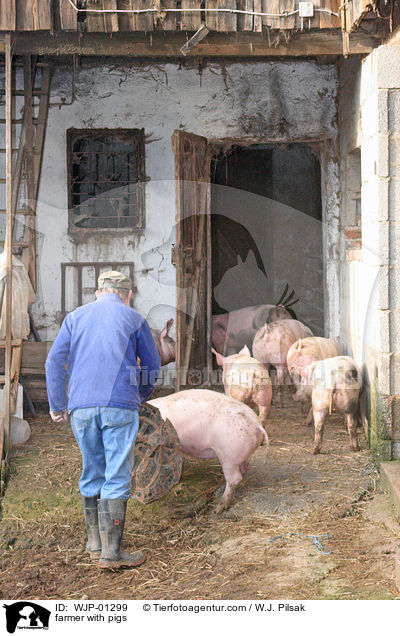 farmer with pigs / WJP-01299