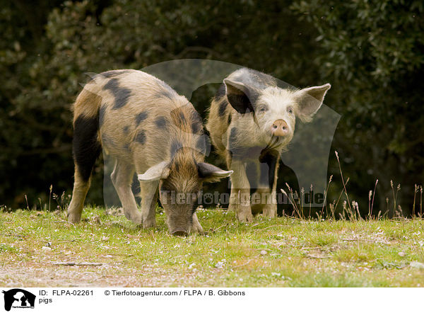 Schweine / pigs / FLPA-02261
