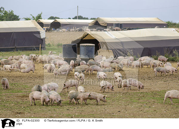 Schweine / pigs / FLPA-02300