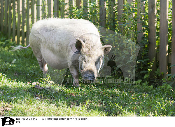 Schwein / pig / HBO-04143
