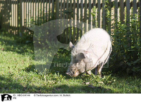 Schwein / pig / HBO-04144